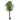Ficus Tree 1