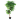 Ficus Tree 12