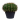 cactus plant 11