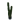 cactus plant1