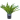 gladiolus tree