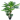 philodendron tree x 3